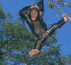 chimp scratching head swinging in tree